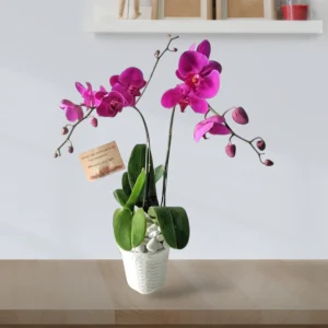 Katalog Bunga Meja Anggrek Bintang Florist