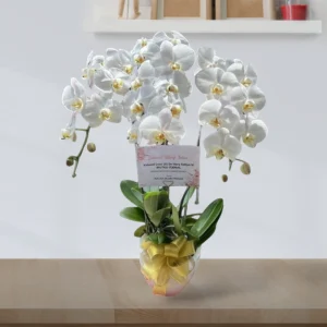 Katalog Bunga Meja Anggrek Bintang Florist